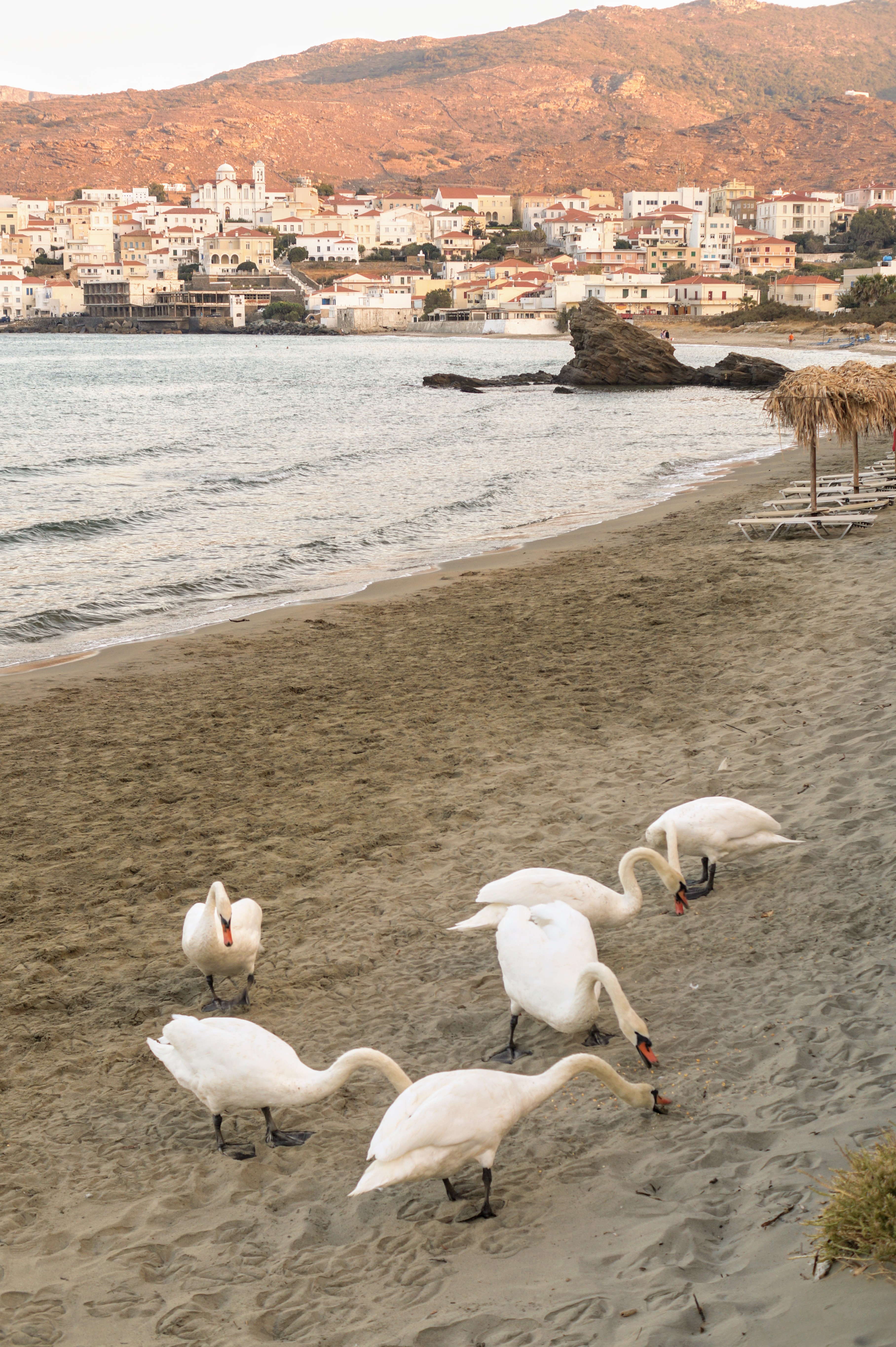 Κύκνοι στην παραλία Νειμποριό (φωτογραφία Νίκος Πράσσος)