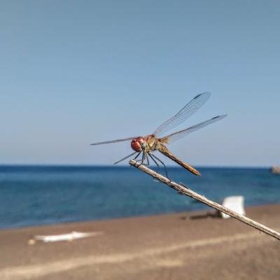 Νίσυρος