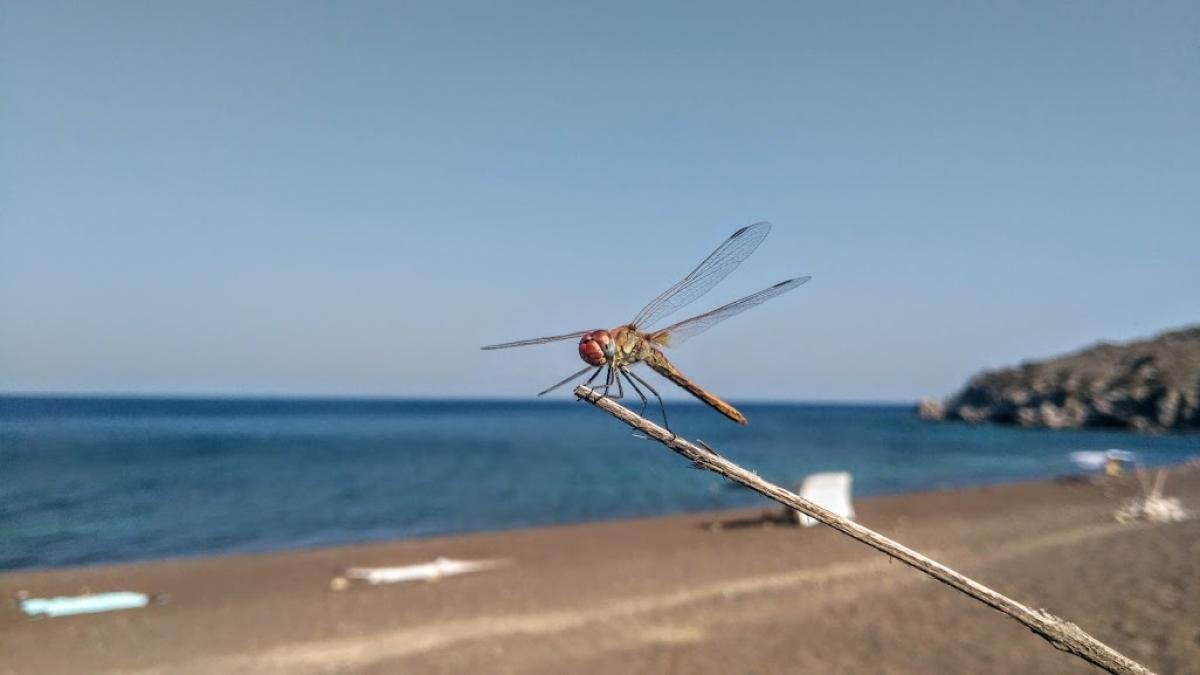 Νίσυρος